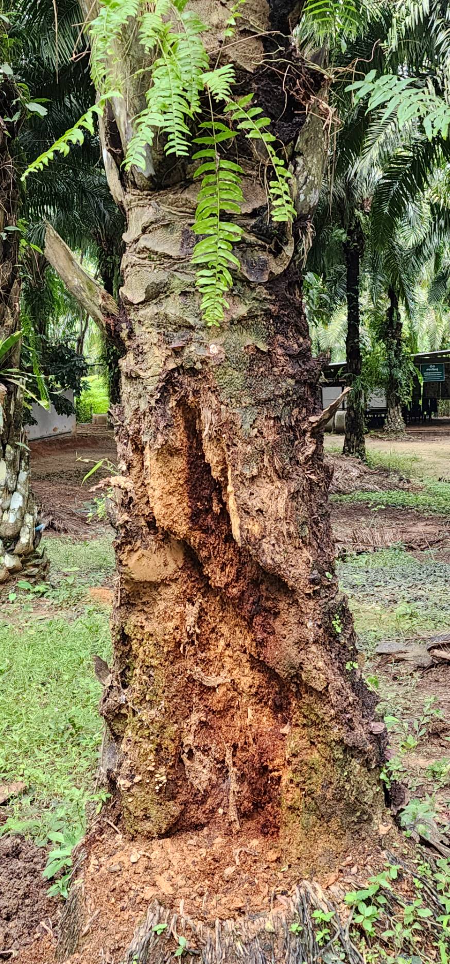 Ganoderma: Oilpalm tree basal stem rot - Kasetnumchok