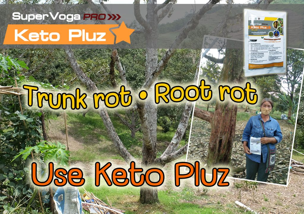 Trunk Rot Root Rot Use KetoPluz