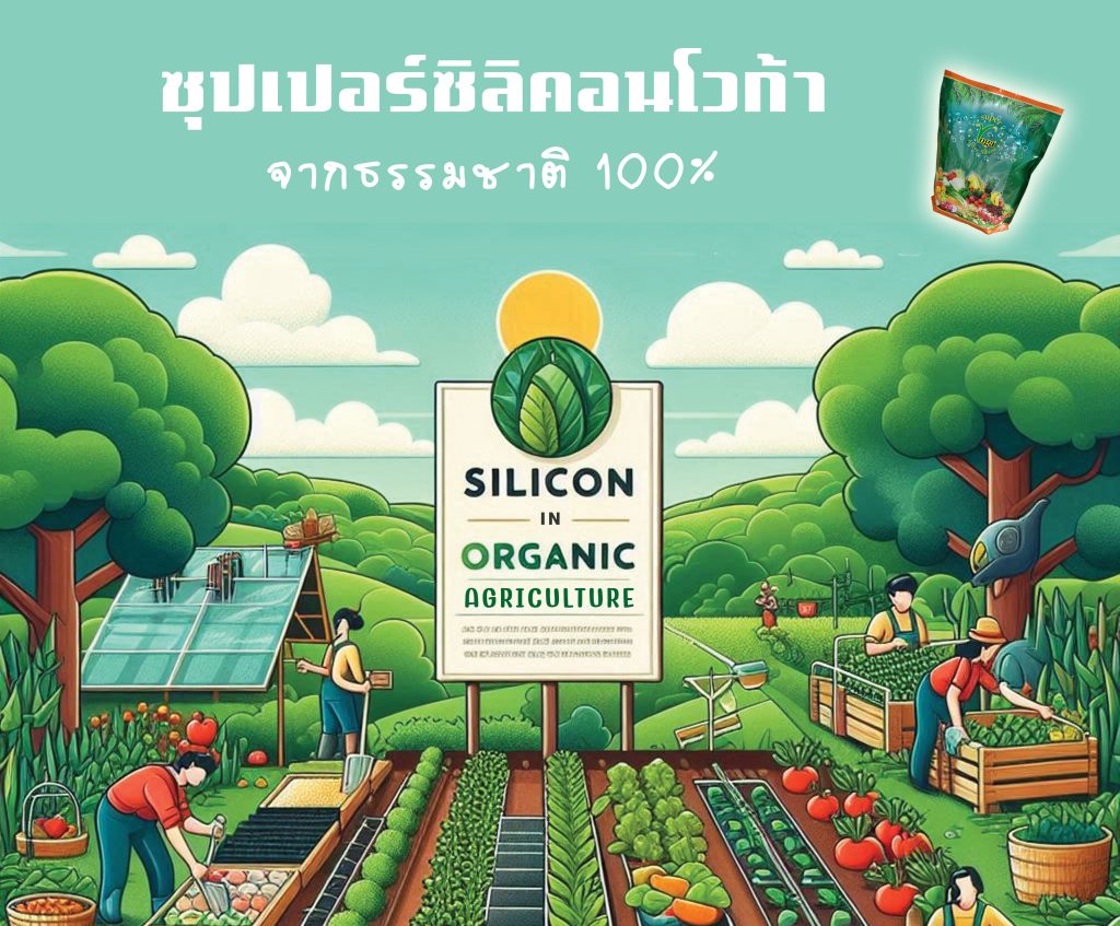 Silicon For Agriculture